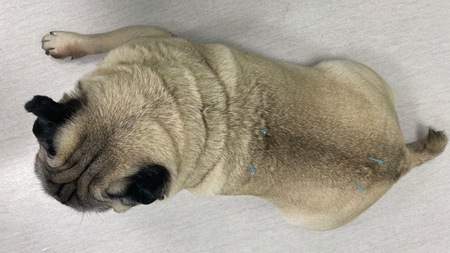 Arthrose du chien et du chat : les implants de billes d'or comme solution à la douleur