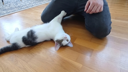 Ce chat de 2 ans pourrait bien être le compagnon idéal pour votre famille