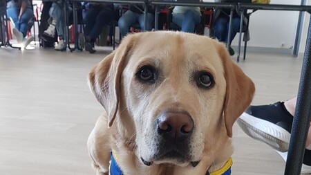 Sur ce campus français, étudiants et professeurs peuvent venir avec leurs chiens