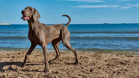 Avoir un gros chien est-il anti-écolo ?