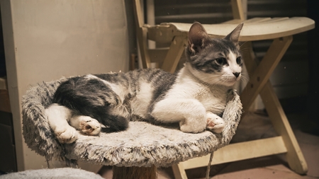 Bossanova, chaton de 5 mois à adopter... La "saison des chatons" n'a rien de mignon