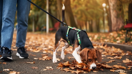 Peut-on vraiment adopter un chien et répondre à ses besoins quand on vit en ville ?