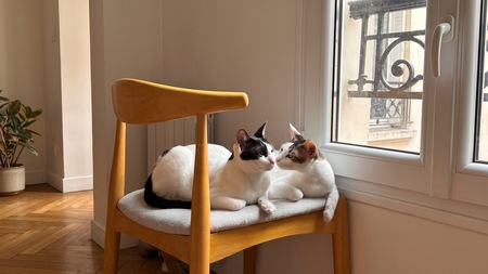 Deux chats frères à adopter : Marion se mobilise pour Elvis et Muxu