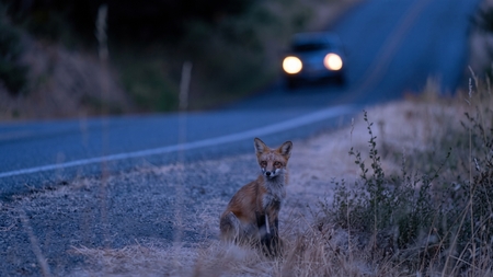 Protéger le vivant en automne, c’est aussi penser aux animaux que l’on ne voit jamais