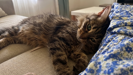 Adopter un chat craintif : Sally ne cherche pas une famille comme les autres