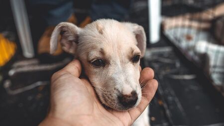 « Urgent » : Les animaux abandonnés sont pris dans une course contre la montre