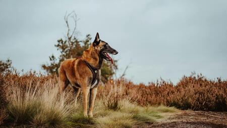 Assurance Malinois : Protégez votre compagnon et votre budget