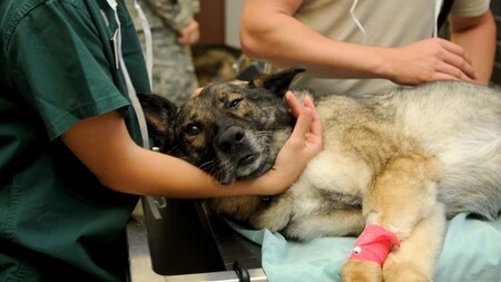 “Mon animal est malade” : pourquoi l’IA ne remplace pas un vétérinaire