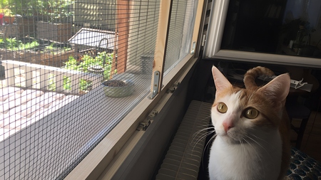 Tuto DIY : réaliser un cadre de protection de fenêtre amovible pour chat soi-même