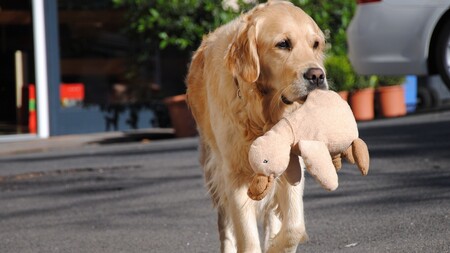 Le Brésil adopte la garde partagée des animaux : quel impact sur leur bien-être ?
