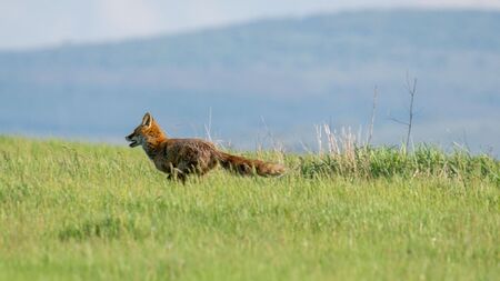 Chasse : le gouvernement rejette un moratoire national malgré les demandes des associations