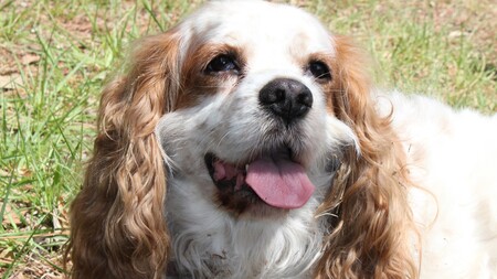 Ce que vous ne pourrez plus faire avec votre chien à partir du 15 avril