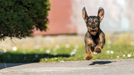 "Maintenant, j'ai mon chien une semaine sur deux" : les animaux aussi vivent la garde alternée