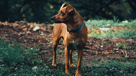 « J’ai retrouvé votre animal » : l’arnaque qui profite de la détresse des familles