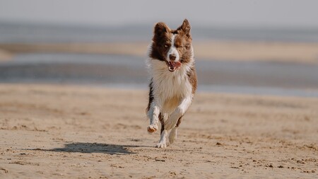 Votre chien joue sur la plage ? Attention aux piqûres de méduses