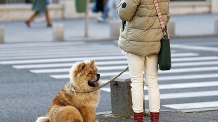 En ville : comment protéger votre chien des dangers invisibles