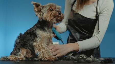 Raser son chien pour l’été : est-ce vraiment une bonne idée ?