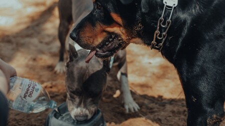 « Mon chien boit dans les gamelles d’eau devant les restaurants » : faut-il l’éviter ?