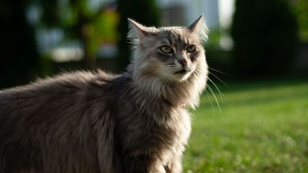 Maine Coon, Ragdoll… Ce que le nouveau classement des chats préférés des Français cache vraiment