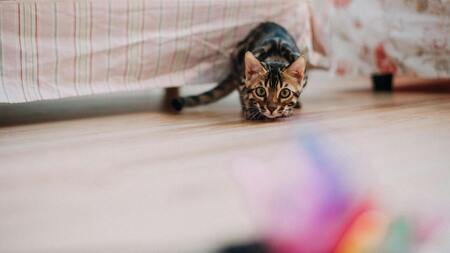 10 astuces pour faire bouger son chat en appartement (et éviter le surpoids)