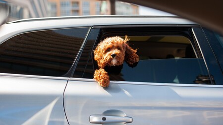 Mon chien refuse de monter en voiture : que faire pour l’aider ?