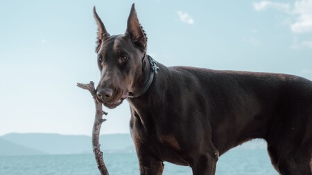 Pourquoi voit-on encore des chiens aux oreilles coupées alors que la pratique est interdite ?