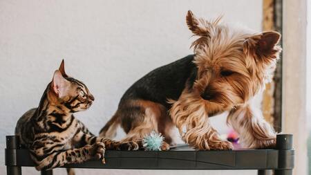 Bien-être des chiens et chats : pourquoi l’Europe interdit enfin certaines pratiques d’élevage