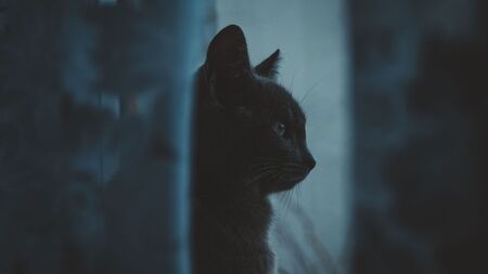 Halloween : qui sont les monstres, selon nos animaux ?