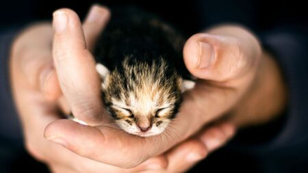 Repartager des vidéos de maltraitance animale : utile pour sensibiliser ou contre-productif ?