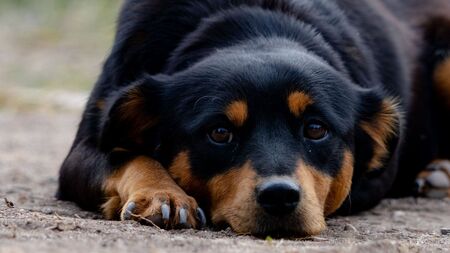 Stress : plus d'un chien ou d'un chat sur deux est concerné, selon une étude