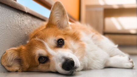Les astuces vraiment insolites pour rafraîchir son animal (au-delà des conseils habituels)
