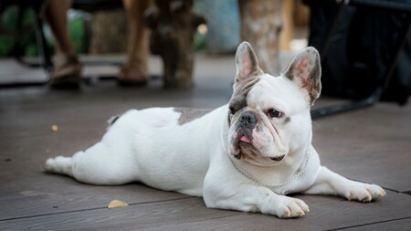 La France pourrait-elle bientôt interdire certaines races de chiens et de chats ?