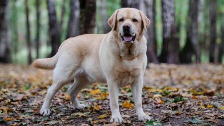 Le Labrador Retriever, compagnon polyvalent par excellence