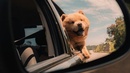 « Mon chien adore passer sa tête par la fenêtre de la voiture » : un plaisir pas sans danger