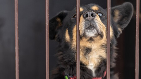 En Belgique, adopter un animal nécessite un permis : et si cela arrivait aussi en France ?