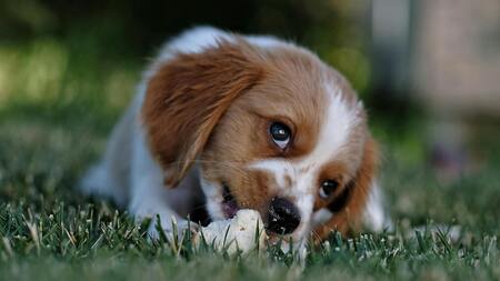 Achat de chiots en salon : pourquoi le “certificat d’engagement” ne suffit pas
