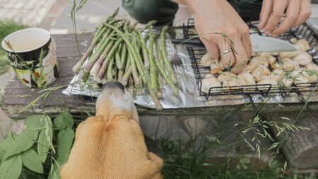 Barbecue : ces erreurs invisibles qui mettent votre chien en danger