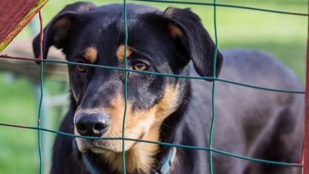 Refuge ou sanctuaire : deux façons d’agir pour le bien-être des animaux