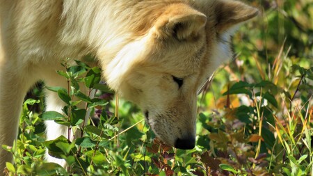 Tuto : Comment créer un jardin sensoriel pour stimuler votre chien au quotidien