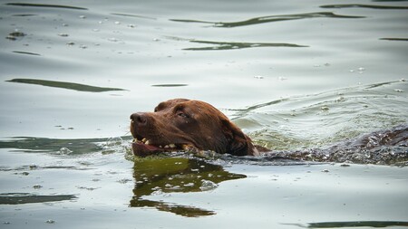 Labrador, Terre-Neuve, Golden Retriever : les pattes palmées font-elles les meilleurs nageurs ?