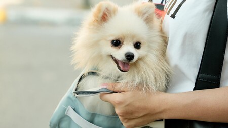 Voyager en train avec son chien : ces règles que beaucoup de propriétaires ignorent encore