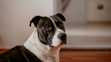 “Croisé staff”, “type molosse”… cet examen qui peut changer l’avenir d’un chien à l’adoption
