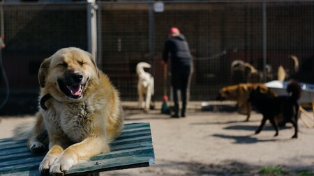 Animaux abandonnés : ces gestes gratuits qui aident vraiment les refuges