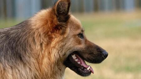 Adopter un chien croisé chasse et berger : pourquoi ce mélange fait souvent de très bons compagnons