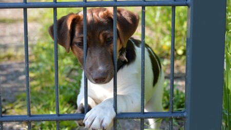 “Vous habitez trop loin” : pourquoi les refuges refusent certaines adoptions