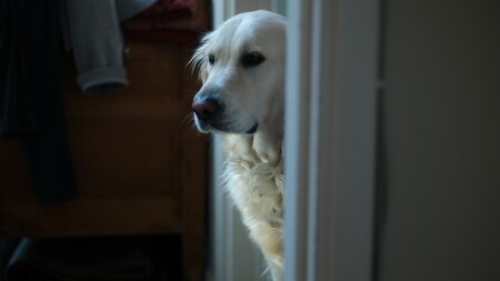Chien seul à la maison : pourquoi certains le vivent très mal et d’autres pas du tout ?