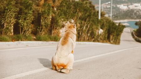 En France, un chien abandonné sur trois est laissé dans la nature