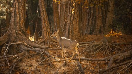 Feux de forêt et saison de la chasse : Notre rapport au vivant est plus que jamais interrogé