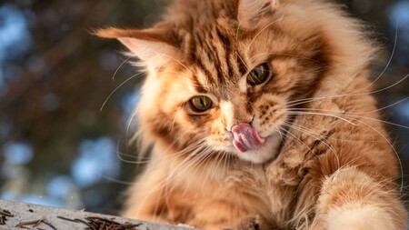 Le Maine Coon séduit autant qu’il impressionne : le secret de son succès
