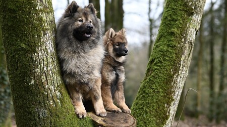 Et si le meilleur éducateur de votre chien était... un autre chien ?